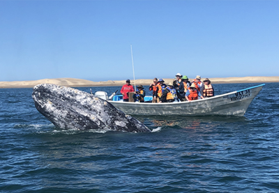 Baja California's Whales & Sealife - 7 Night Cruise